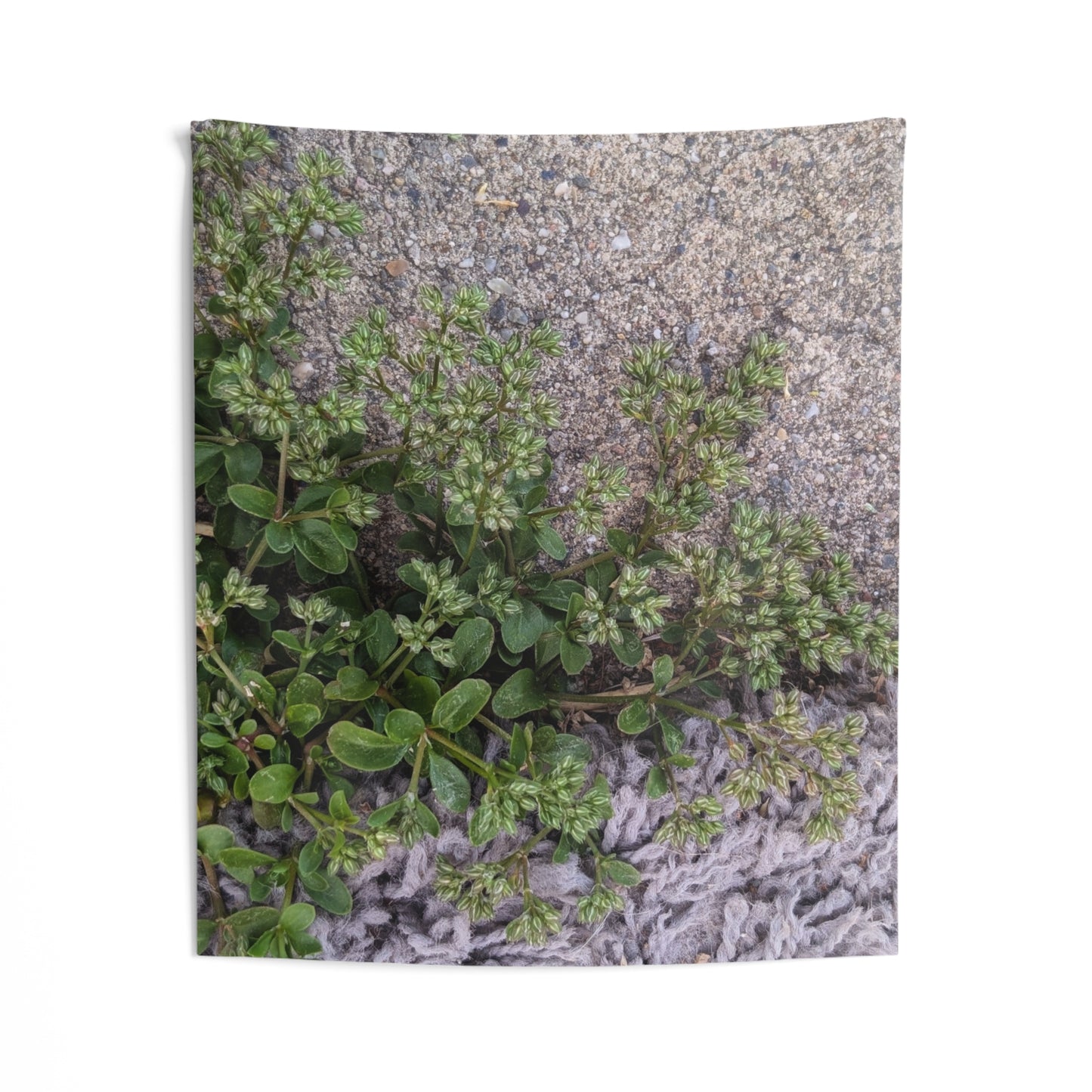 Where the Allseed Grows Wall Tapestry – Urban Nature Minimalist Decor with Concrete Texture and Botanical Contrast