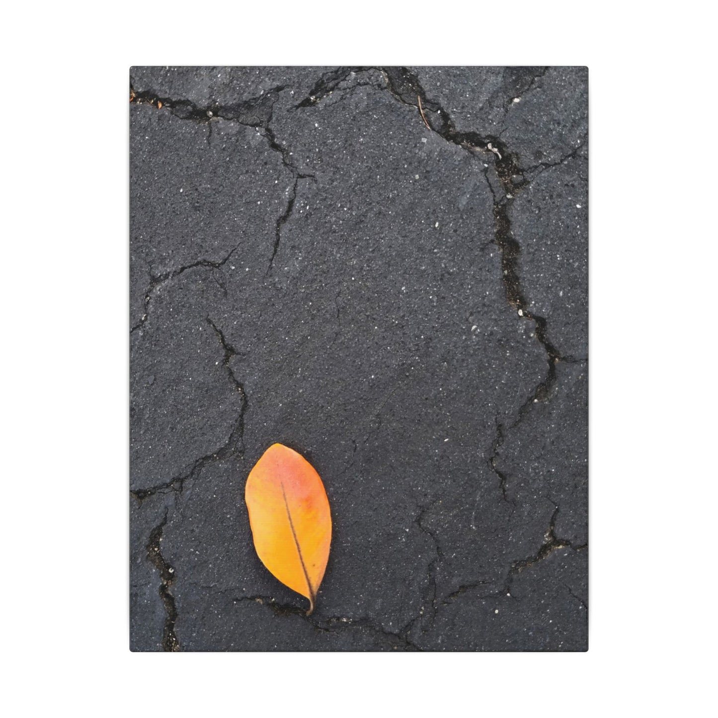 Orange Leaf Against Black Concrete Minimalistic Canvas Print – Contemporary Nature Photography Wall Art