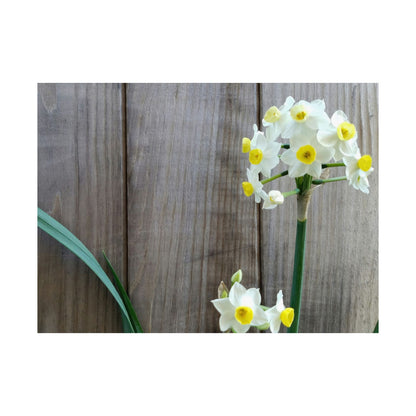 Daffodils by the Fence Poster – Rustic Spring Floral Wall Art for Cottagecore and Botanical Decor