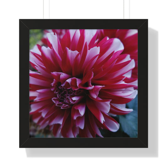 Red and White Dahlia Framed Print – Botanical Floral Wall Art, Cottagecore Garden-Inspired Decor