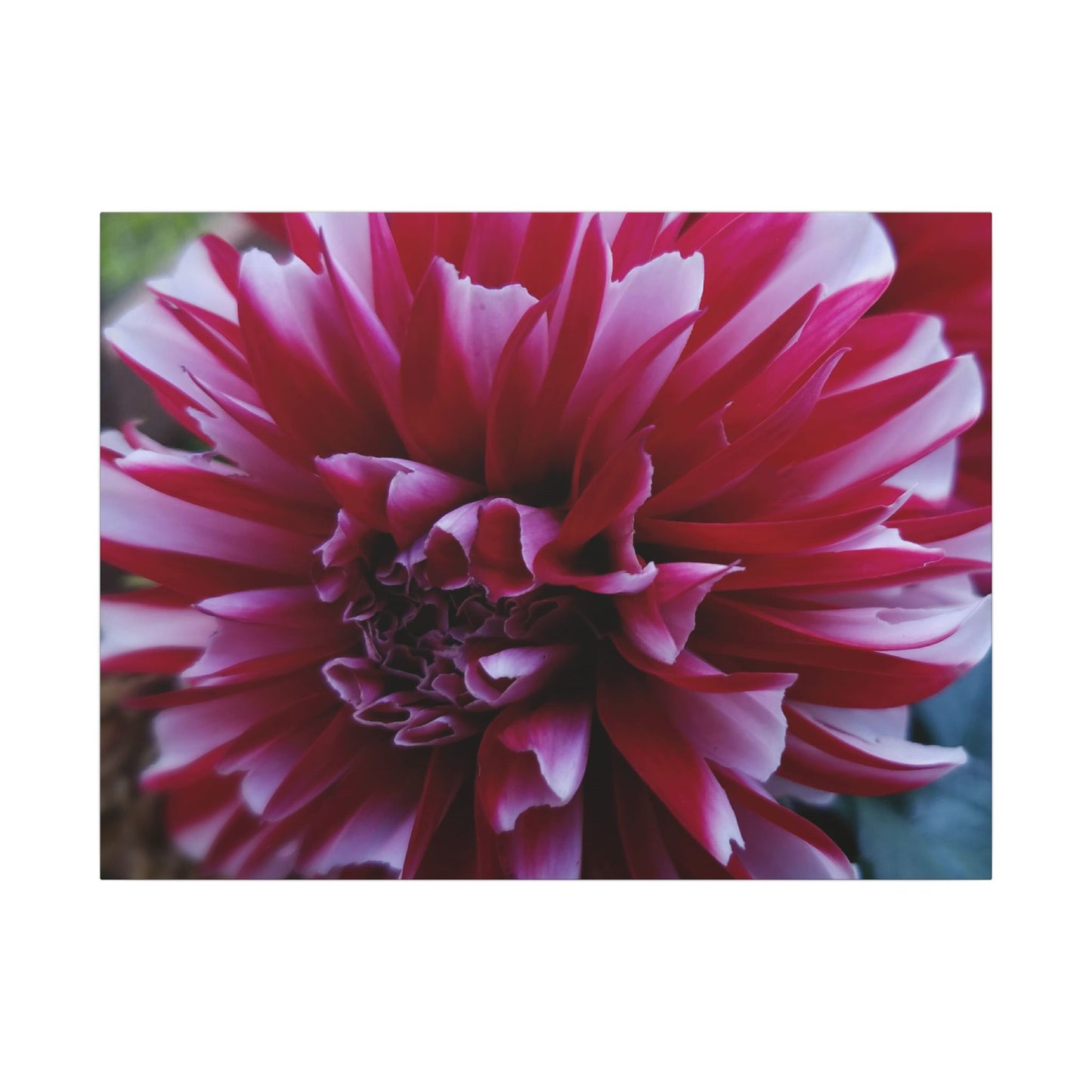 Red and White Dahlia Canvas Print – Bright Floral Nature Photography Wall Art