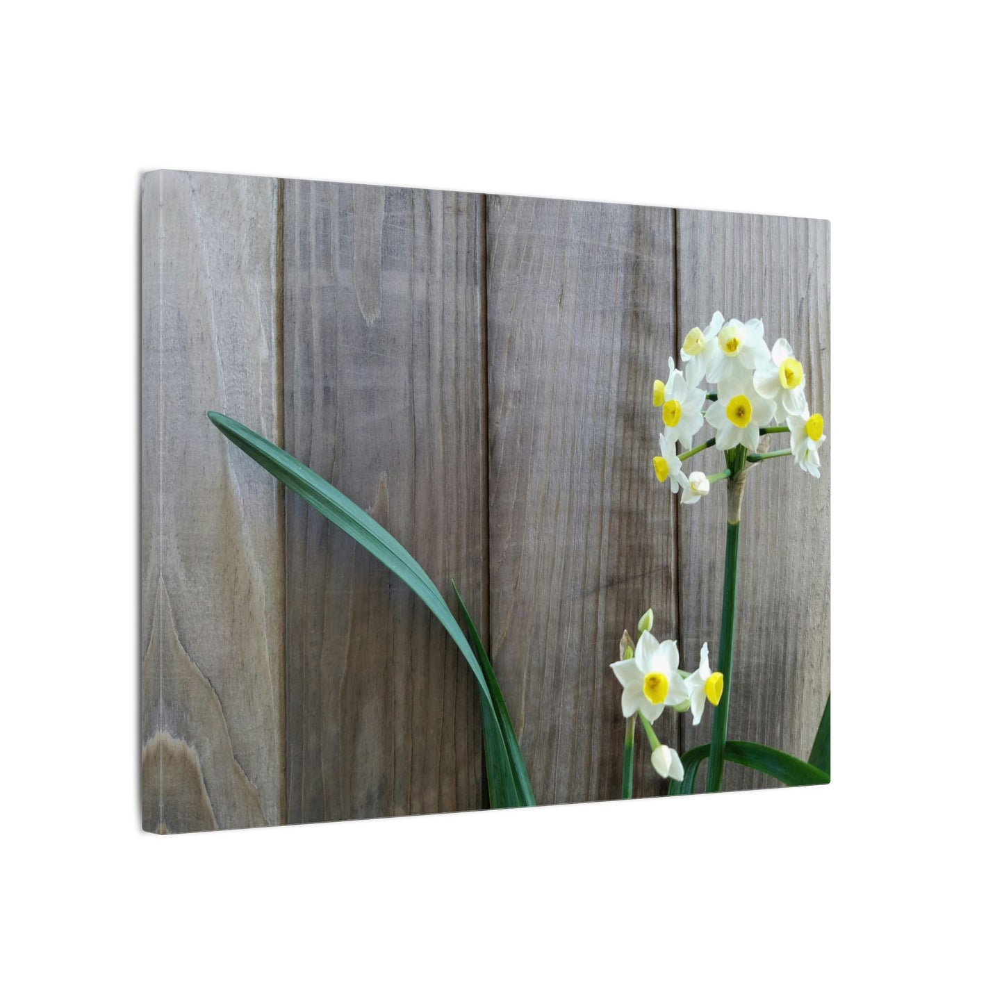 Daffodils by the Fence Canvas Print – Rustic Floral Photography Wall Art