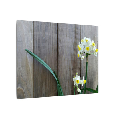 Daffodils by the Fence Canvas Print – Rustic Floral Photography Wall Art