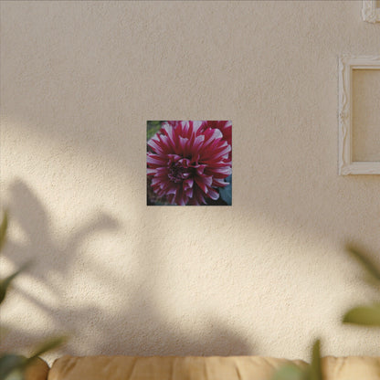 Red and White Dahlia Canvas Print – Bright Floral Nature Photography Wall Art