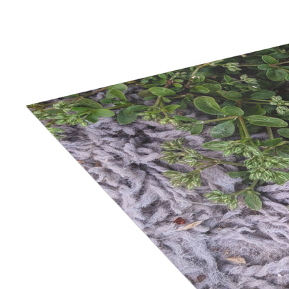 Where the Allseed Grows Postcard – Urban Nature Minimalist Botanical Stationery with Concrete Texture