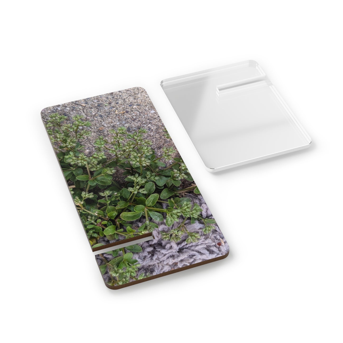 Where the Allseed Grows Phone Stand – Urban Nature Minimalist Smartphone Holder with Botanical Concrete Texture
