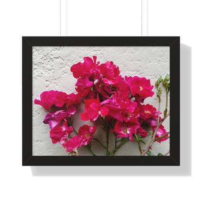 Bougainvillea Against White Stucco Wall Framed Print – Mediterranean Floral Wall Art, Summer Bloom Botanical Decor