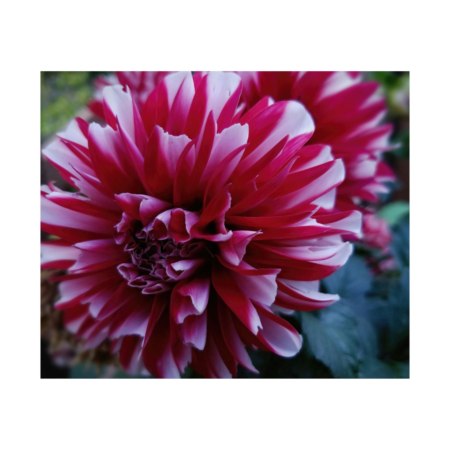 Red and White Dahlia Wall Poster – Botanical Floral Art Print, Cottagecore Summer Bloom Decor