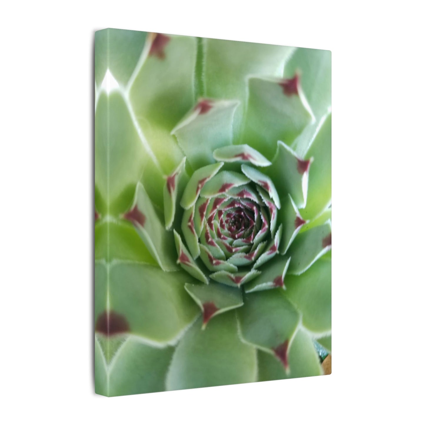 southwestern succulent wall art