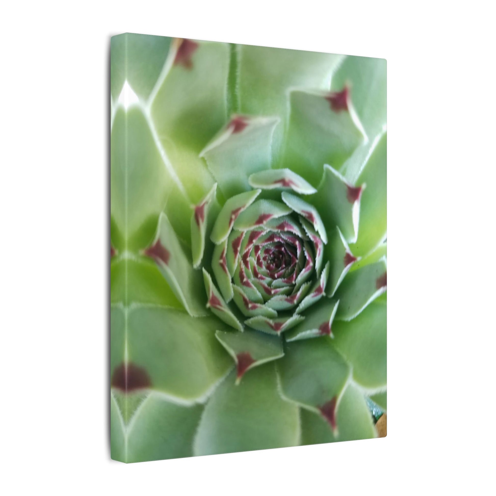 southwestern succulent wall art