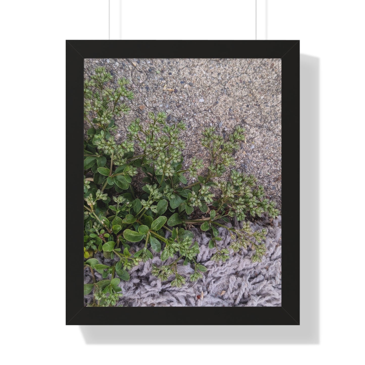 Where the Allseed Grows Framed Print – Urban Nature Minimalist Botanical Wall Art with Concrete Texture