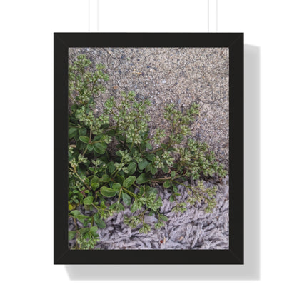 Where the Allseed Grows Framed Print – Urban Nature Minimalist Botanical Wall Art with Concrete Texture