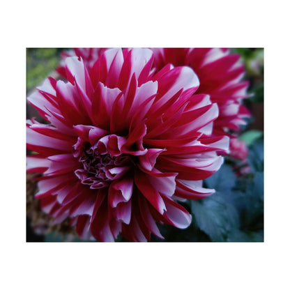 Red and White Dahlia Wall Poster – Botanical Floral Art Print, Cottagecore Summer Bloom Decor
