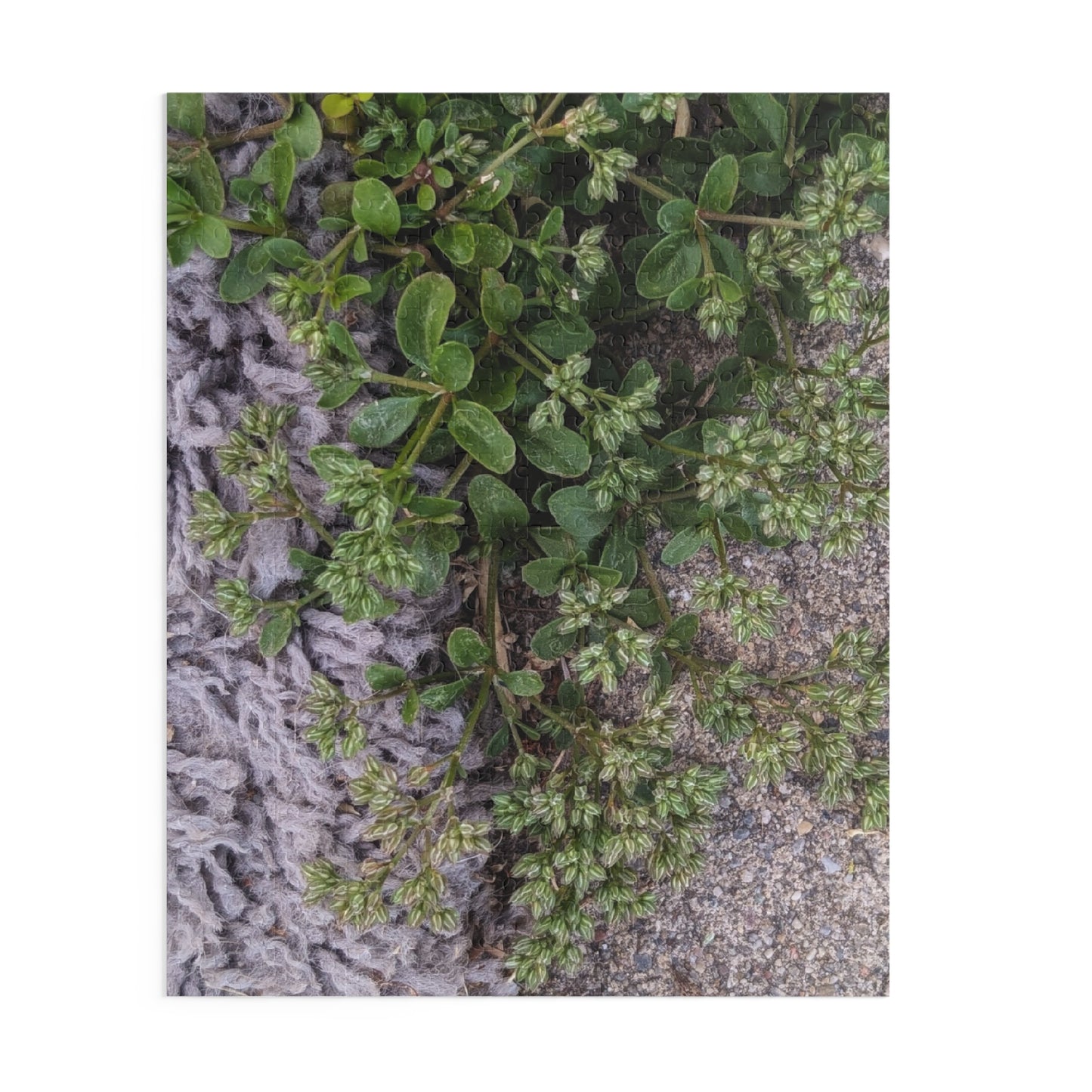 Where the Allseed Grows Puzzle – Urban Nature Minimalist Botanical Jigsaw with Concrete Texture