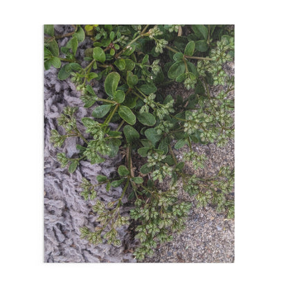 Where the Allseed Grows Puzzle – Urban Nature Minimalist Botanical Jigsaw with Concrete Texture