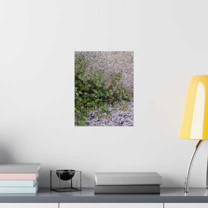 Where the Allseed Grows Poster – Urban Nature Minimalist Wall Art with Concrete Texture and Botanical Contrast