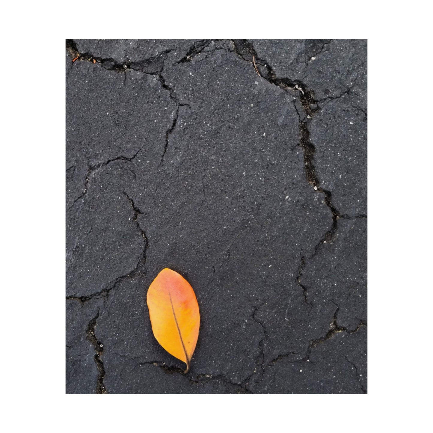 Orange Leaf Against Black Concrete Poster – Minimalist Nature Photography Wall Art