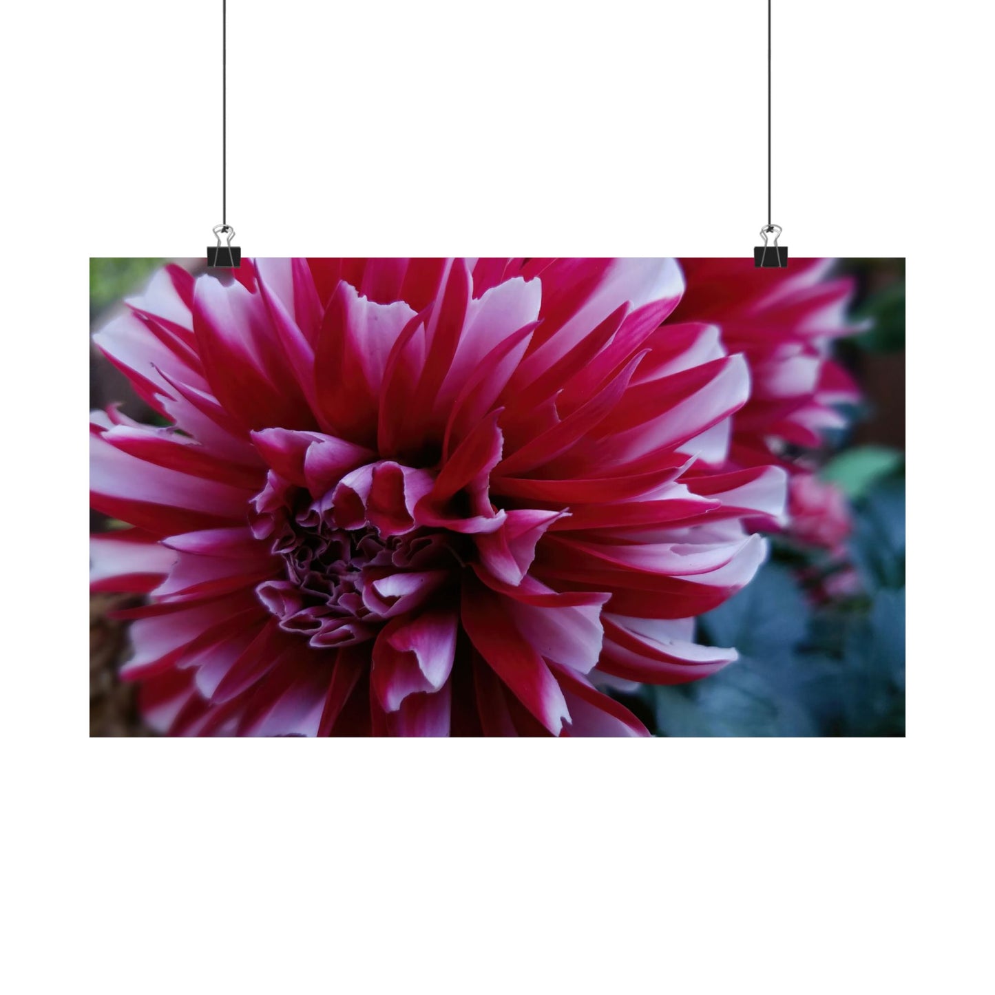 Red and White Dahlia Wall Poster – Botanical Floral Art Print, Cottagecore Summer Bloom Decor