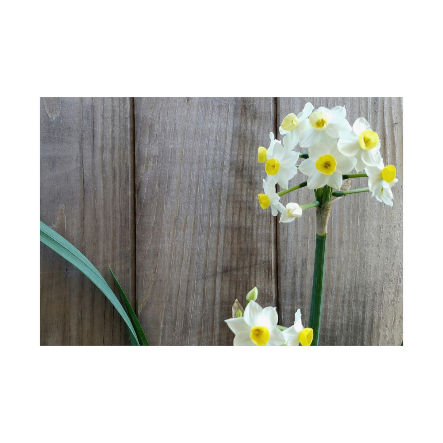 Daffodils by the Fence Poster – Rustic Spring Floral Wall Art for Cottagecore and Botanical Decor