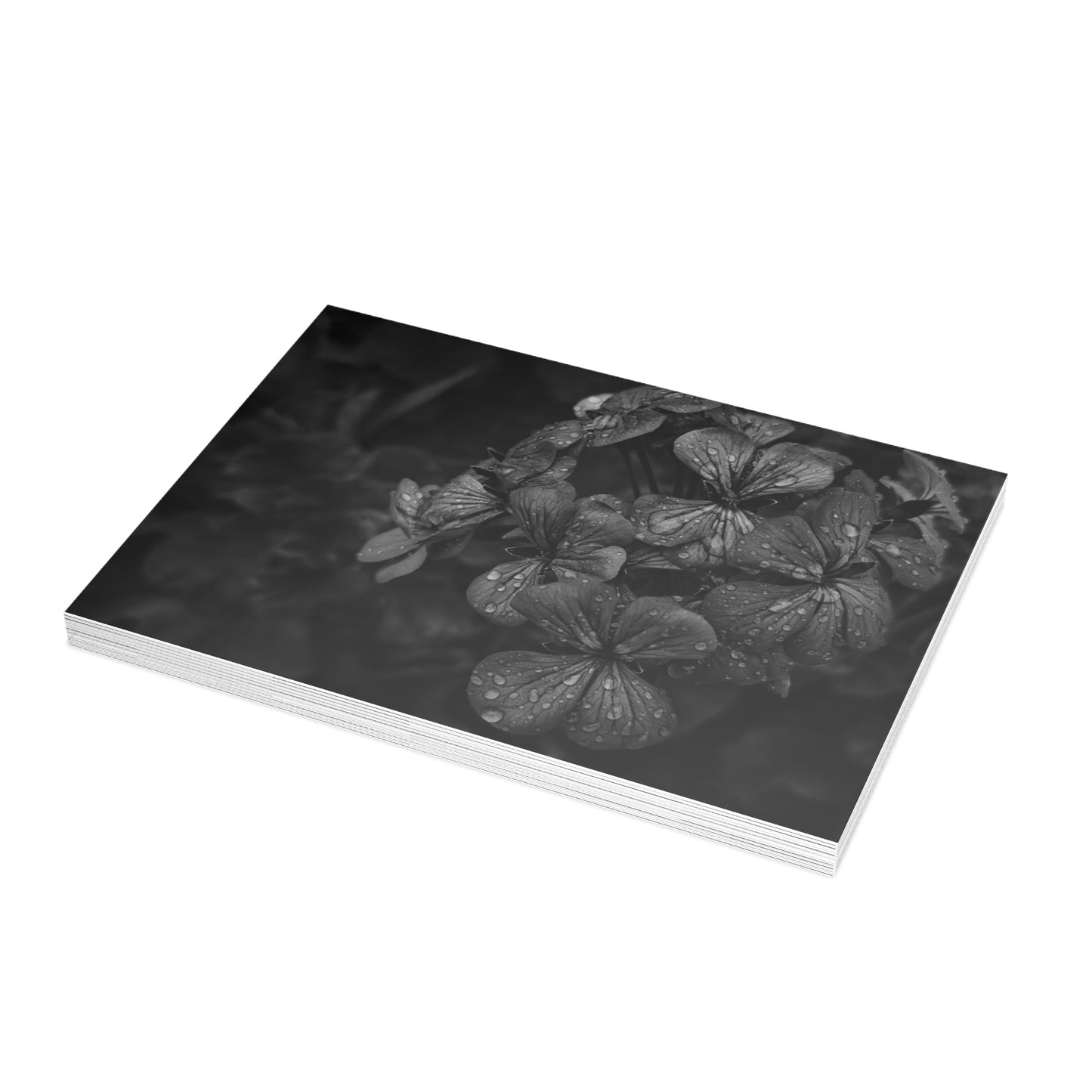 Geranium After a Light Rain Postcard – Moody Botanical Photography, Monochrome Floral Stationery for Thoughtful Correspondence