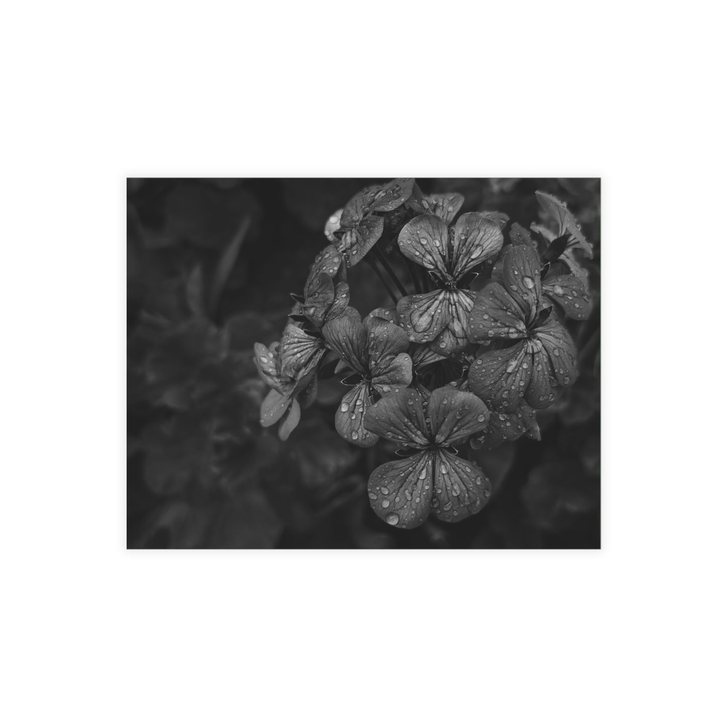 Geranium After a Light Rain Postcard – Moody Botanical Photography, Monochrome Floral Stationery for Thoughtful Correspondence