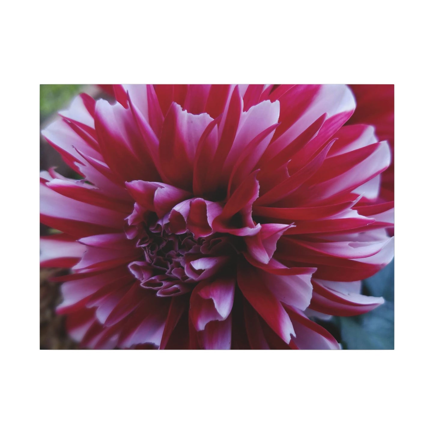 Red and White Dahlia Canvas Print – Bright Floral Nature Photography Wall Art