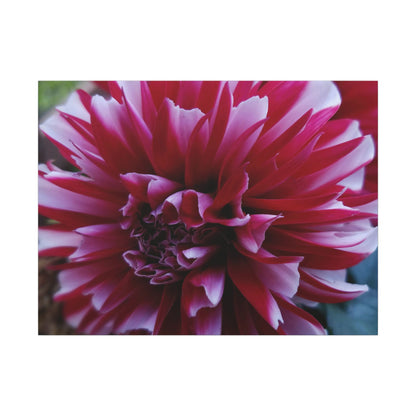 Red and White Dahlia Canvas Print – Bright Floral Nature Photography Wall Art