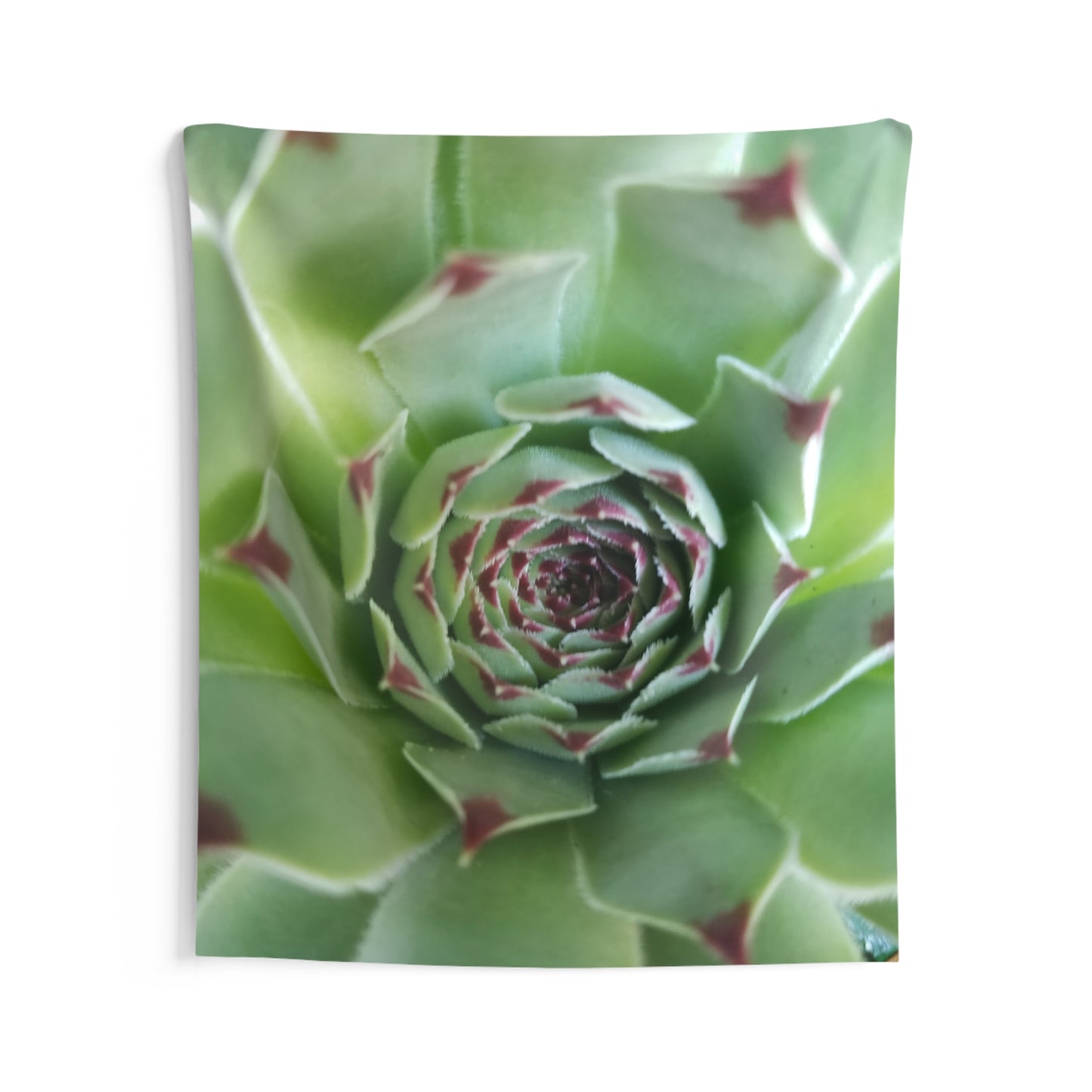 Pale Green Spikey Succulent Wall Tapestry - Botanical Nature Wall Artfor Living Room, Earthy Plant Wall Decor