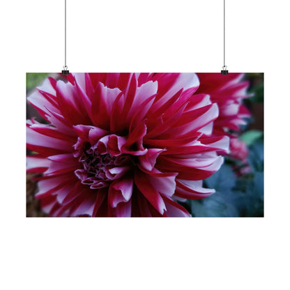 Red and White Dahlia Wall Poster – Botanical Floral Art Print, Cottagecore Summer Bloom Decor