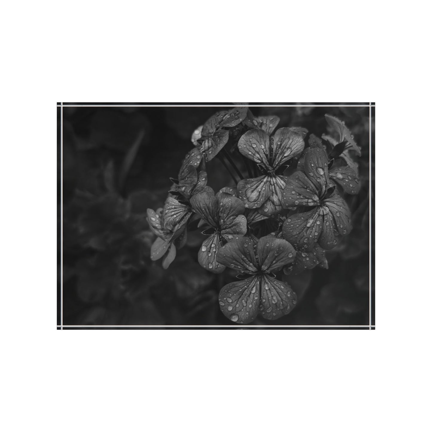Geranium After a Light Rain Acrylic Block – Modern Moody Black and White Floral Botanical Home Decor Accent