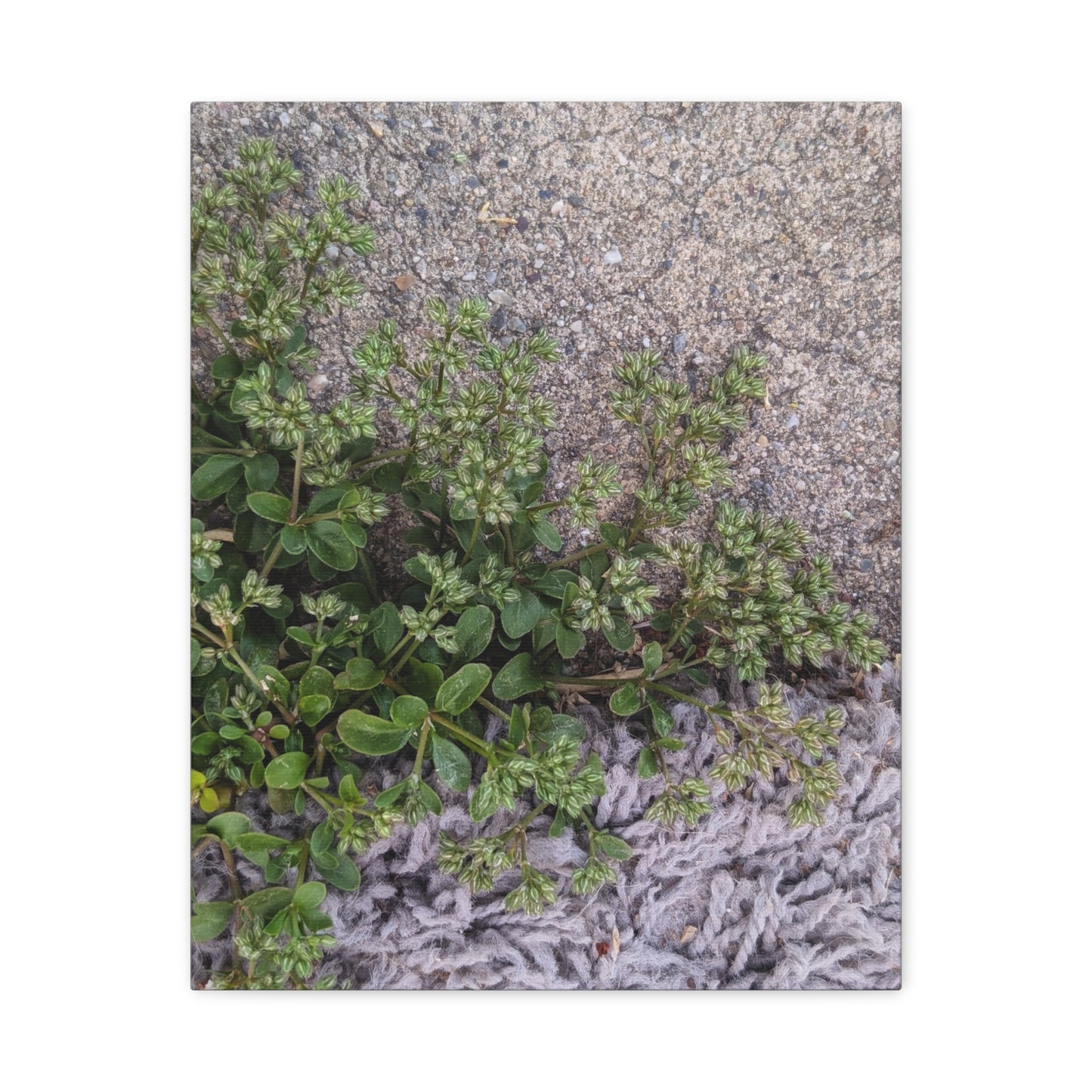 Where the Allseed Grows Canvas Print – Urban Nature Minimalist Botanical Wall Art with Concrete Texture