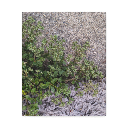 Where the Allseed Grows Canvas Print – Urban Nature Minimalist Botanical Wall Art with Concrete Texture