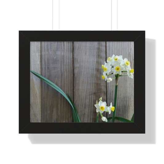 Daffodils by the Fence Framed Print – Rustic Spring Botanical Wall Art for Cottagecore and Garden-Inspired Interiors