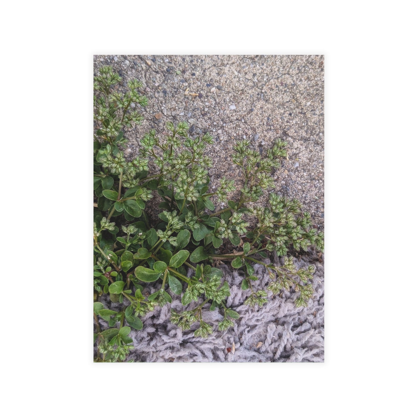 Where the Allseed Grows Postcard – Urban Nature Minimalist Botanical Stationery with Concrete Texture