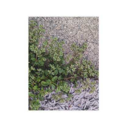 Where the Allseed Grows Postcard – Urban Nature Minimalist Botanical Stationery with Concrete Texture