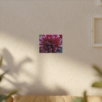Red and White Dahlia Canvas Print – Bright Floral Nature Photography Wall Art
