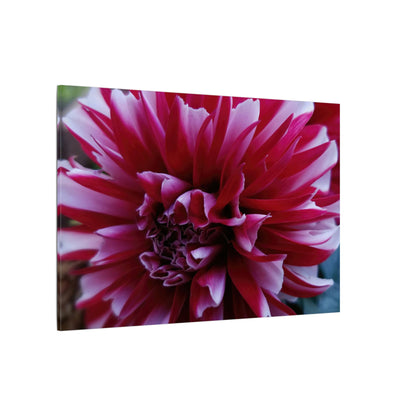 Red and White Dahlia Canvas Print – Bright Floral Nature Photography Wall Art