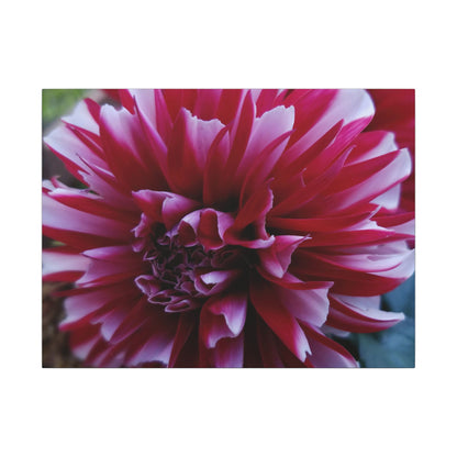 Red and White Dahlia Canvas Print – Bright Floral Nature Photography Wall Art