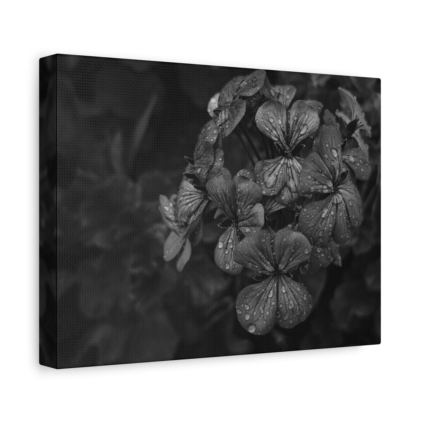 Black and white geranium photo for minimalist walls