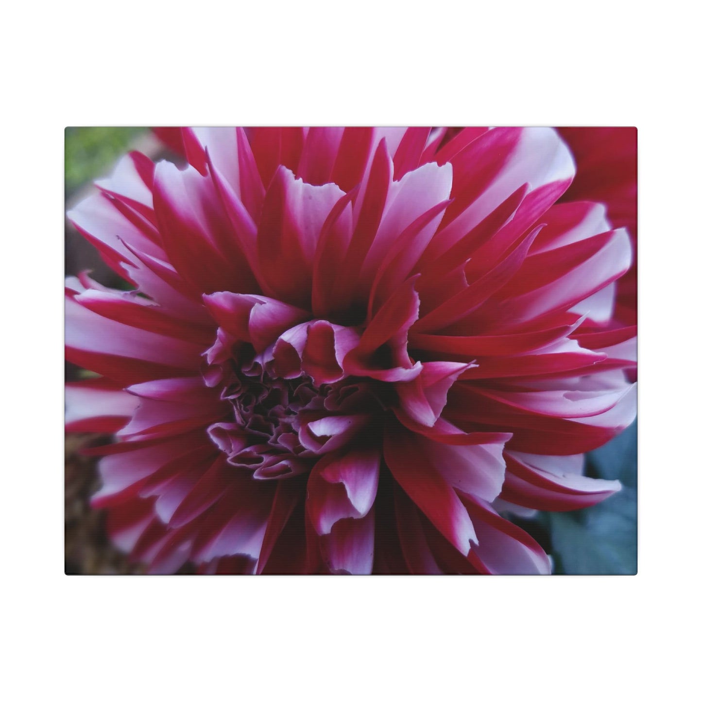 Red and White Dahlia Canvas Print – Bright Floral Nature Photography Wall Art