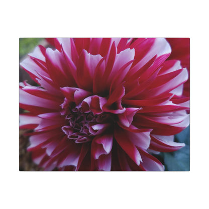 Red and White Dahlia Canvas Print – Bright Floral Nature Photography Wall Art