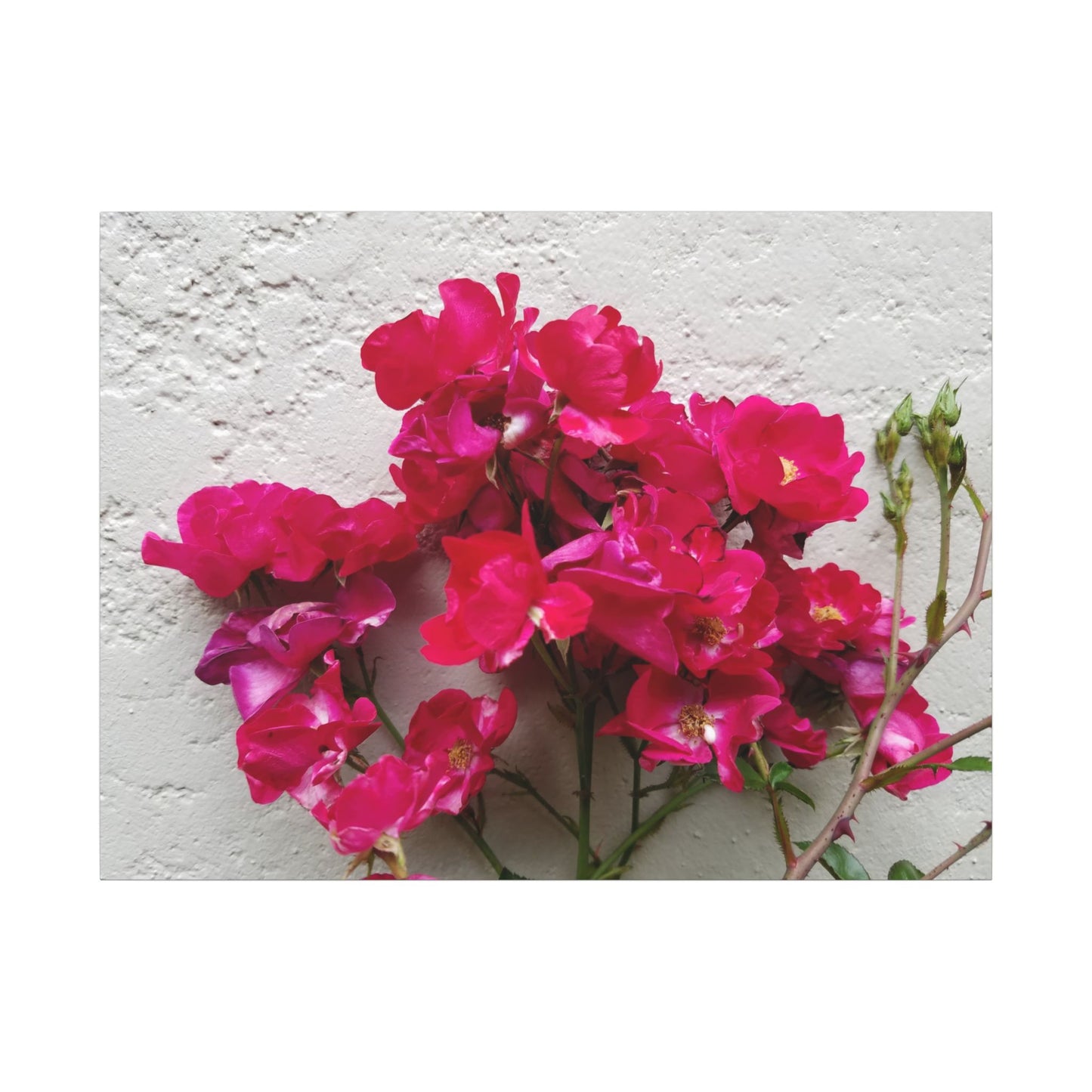 Romantic garden pink bougainvillea wall print on canvas