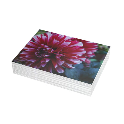 Red and White Dahlia Postcard – Botanical Floral Stationery for Garden-Inspired Correspondence