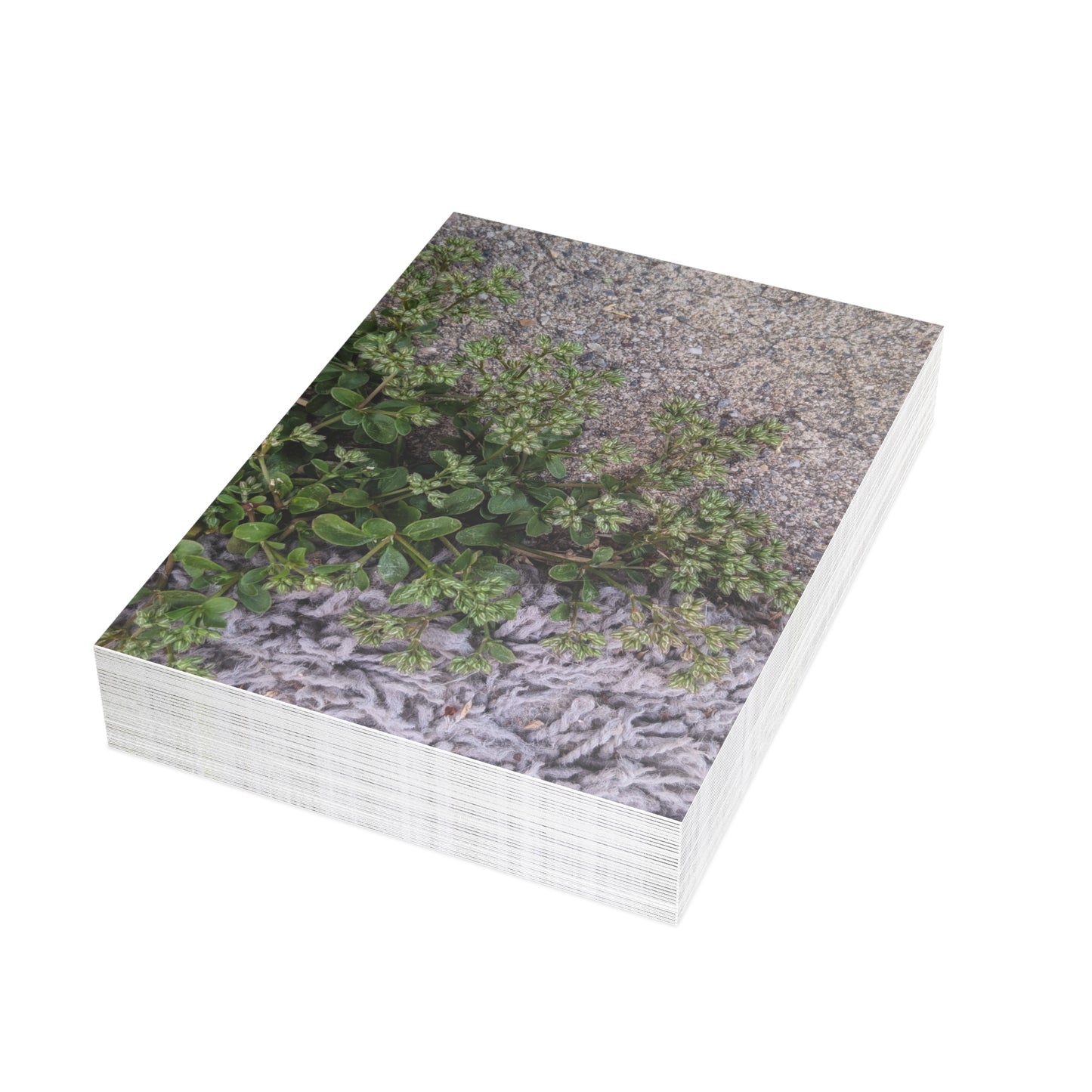 Where the Allseed Grows Postcard – Urban Nature Minimalist Botanical Stationery with Concrete Texture