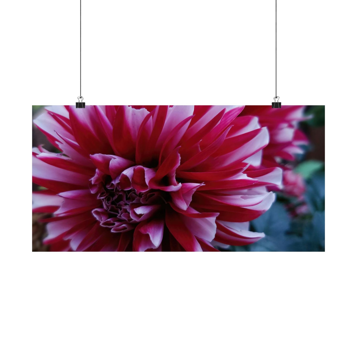 Red and White Dahlia Wall Poster – Botanical Floral Art Print, Cottagecore Summer Bloom Decor