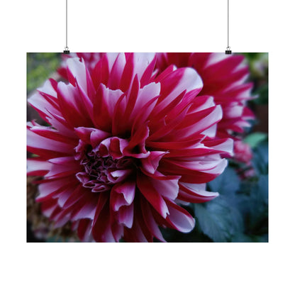 Red and White Dahlia Wall Poster – Botanical Floral Art Print, Cottagecore Summer Bloom Decor