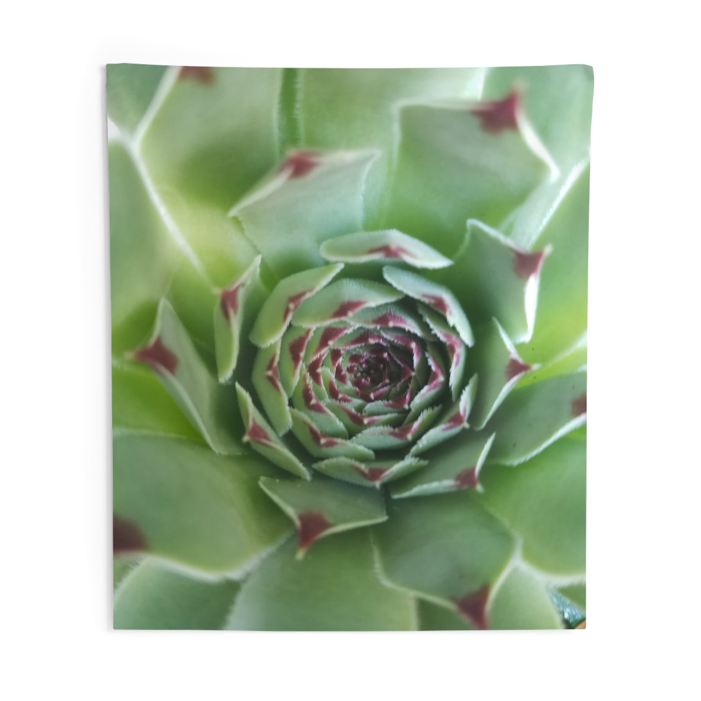 Pale Green Spikey Succulent Wall Tapestry - Botanical Nature Wall Artfor Living Room, Earthy Plant Wall Decor