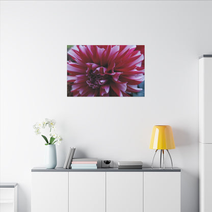 Red and White Dahlia Canvas Print – Bright Floral Nature Photography Wall Art