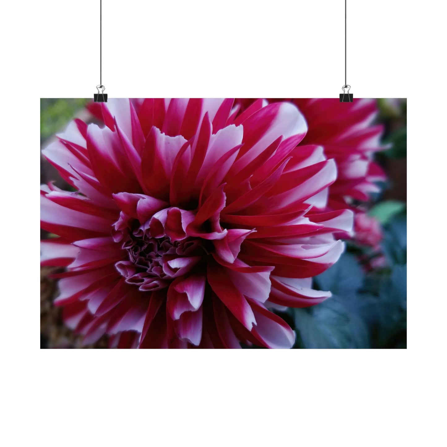 Red and White Dahlia Wall Poster – Botanical Floral Art Print, Cottagecore Summer Bloom Decor
