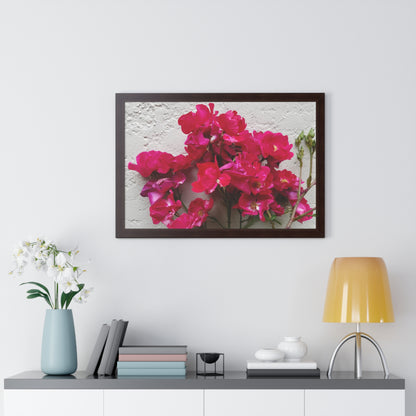 Bougainvillea Against White Stucco Wall Framed Print – Mediterranean Floral Wall Art, Summer Bloom Botanical Decor